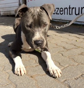 Puma im Hundezentrum MKK
