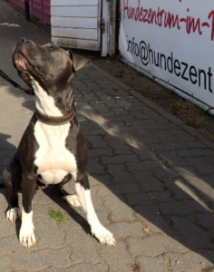 © Hundezentrum im MKK