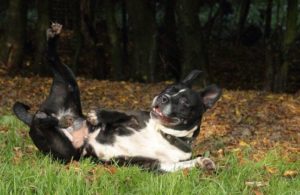 Leyla sucht ein Zuhause