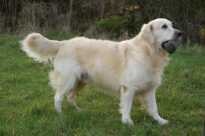 (c) www.dogaktuell.de