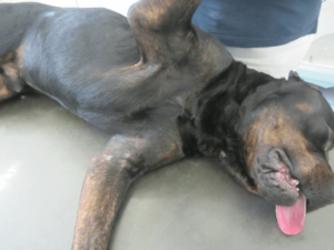 Unschuldiger Rottweiler Nero eingeschläfert