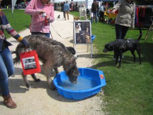 dogwalk 2016