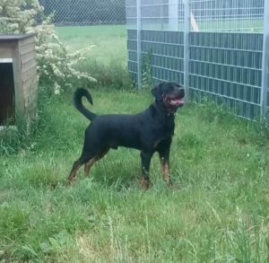 Rottweiler (Turbo)Diesel sucht erfahrenen Halter