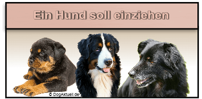 Welpe, Junghund oder Senior