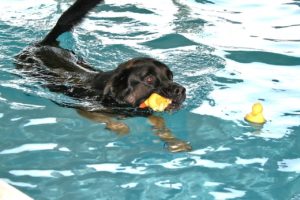 Erstes Hundehallenbad in der Weststeiermark eröffnet