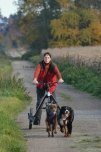 Dog Trike-Zughundesport