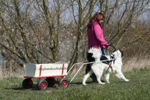 Zughundesport Bollerwagen