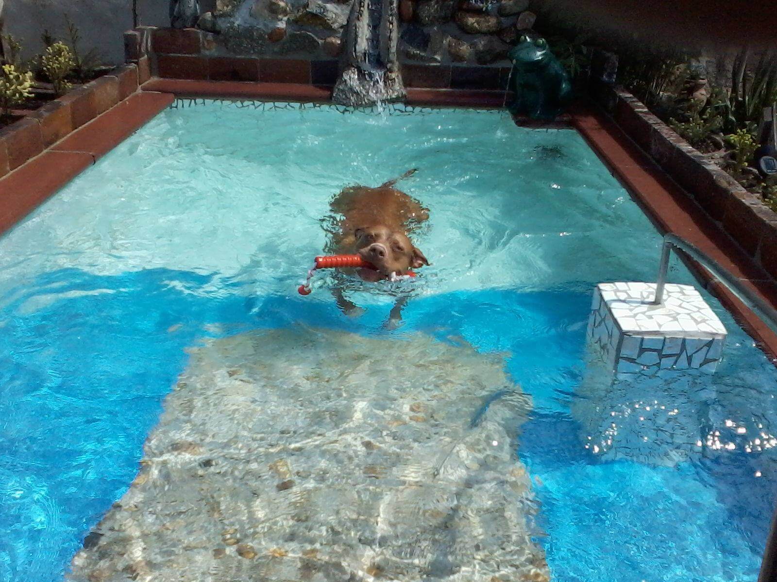 Hund im Pool/ Diego Müller › Dog Aktuell Das Hundemagazin