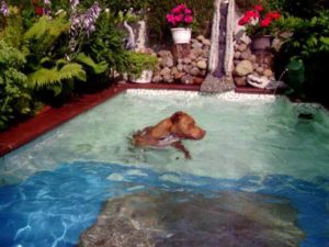 Hund im Pool/ Diego Müller