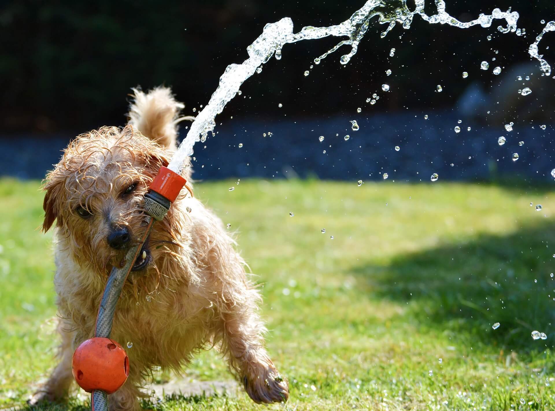 Hundeerfrischung im Sommer