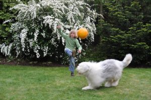 Hundefreundlicher Garten