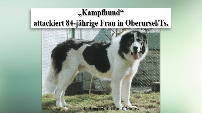 „Kampfhund“ attackiert 84-jährige Frau in OberurselTs. „Kampfhund“ attackiert 84-jährige Frau in Oberursel/Ts.