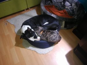 Wiesloch hat sein erstes Opfer